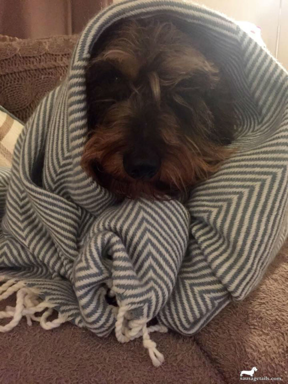 Sausage Dog Blanket