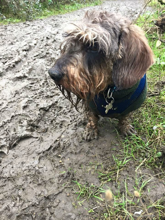 Muddy Dachshund 