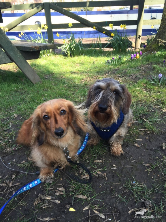 Wire & Long Sausage Dogs