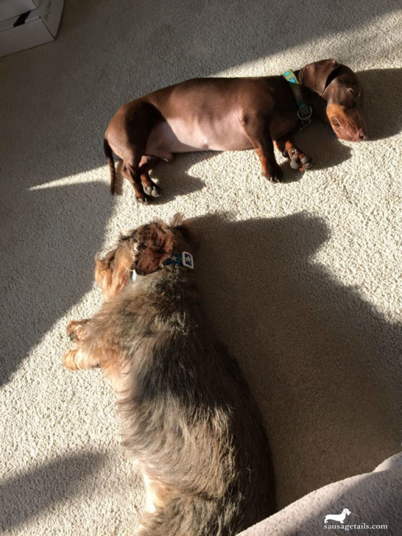 Sausage Dog Sunbathing 