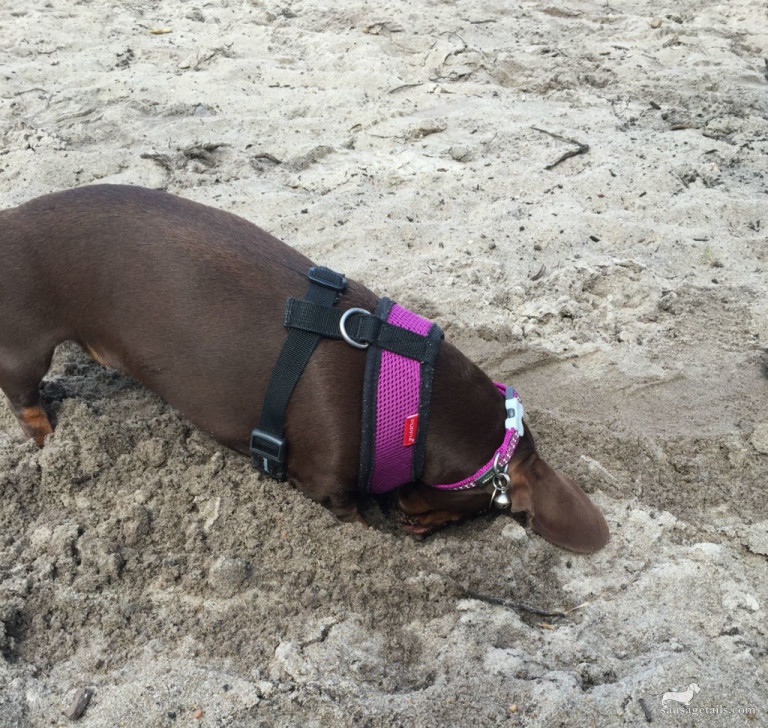 Sausage Dog Digging