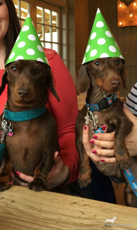 Dachshund Party Hats