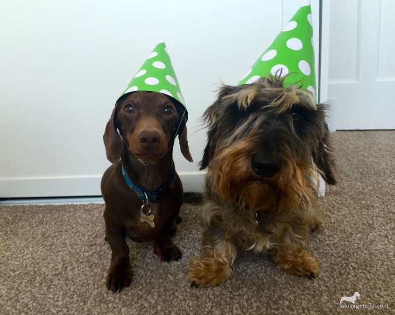 Sausage Dog Party Hat