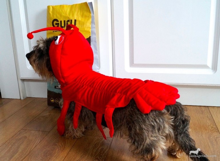 Dog Lobster Costume 
