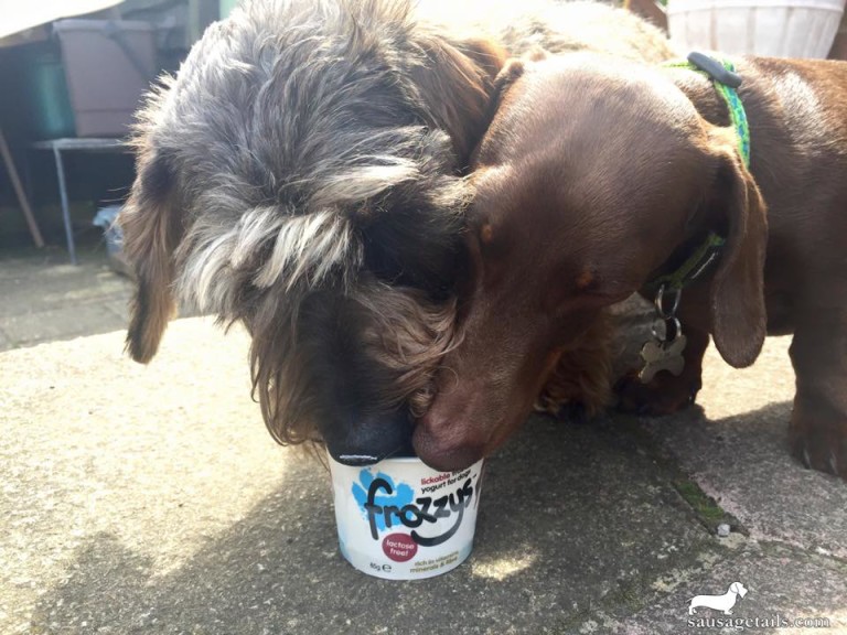 Fozzy Dog Ice Cream