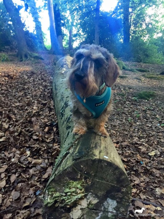 Dog on a Log