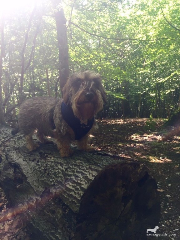 Dog On A Log