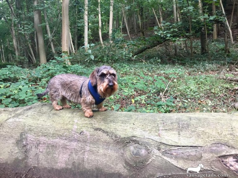 Dog on a Log