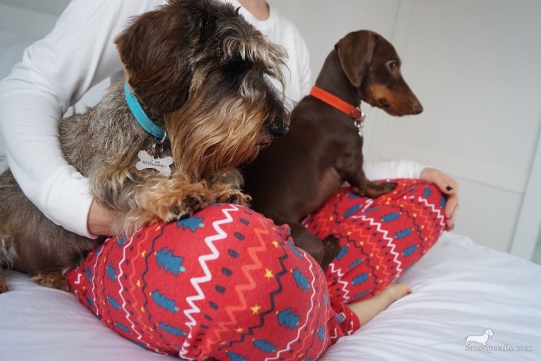 Marks & Spencer Christmas Sausage Dog Pyjamas
