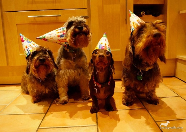 Sausage Dog Birthday