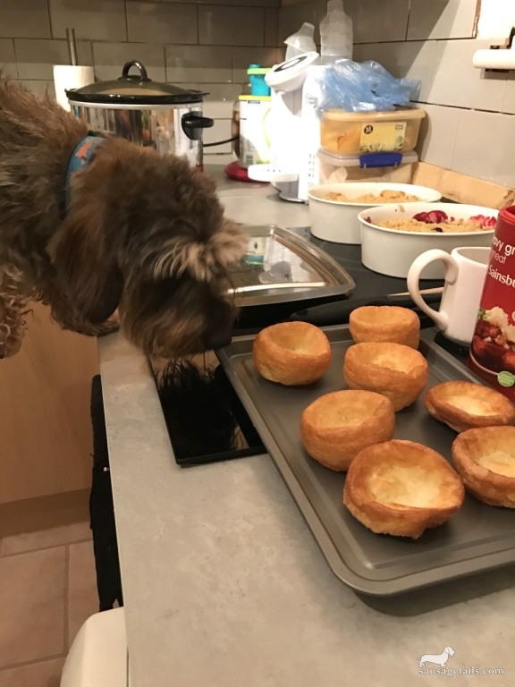 Dog Yorkshire Pudding 