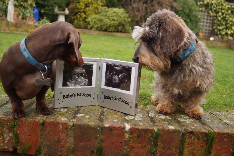Dog Baby Announcement