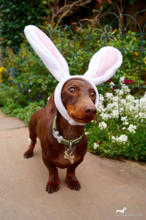 Dachshund Easter Bunny