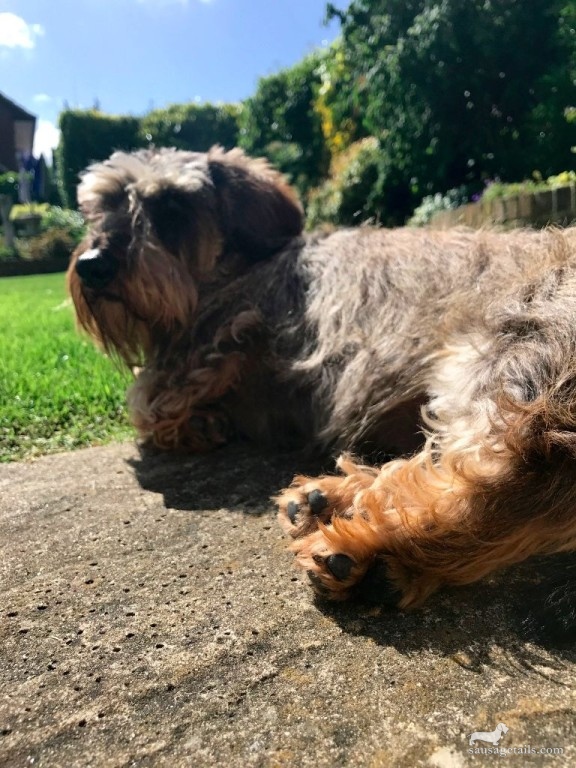 Sunbathing Sausage Dog