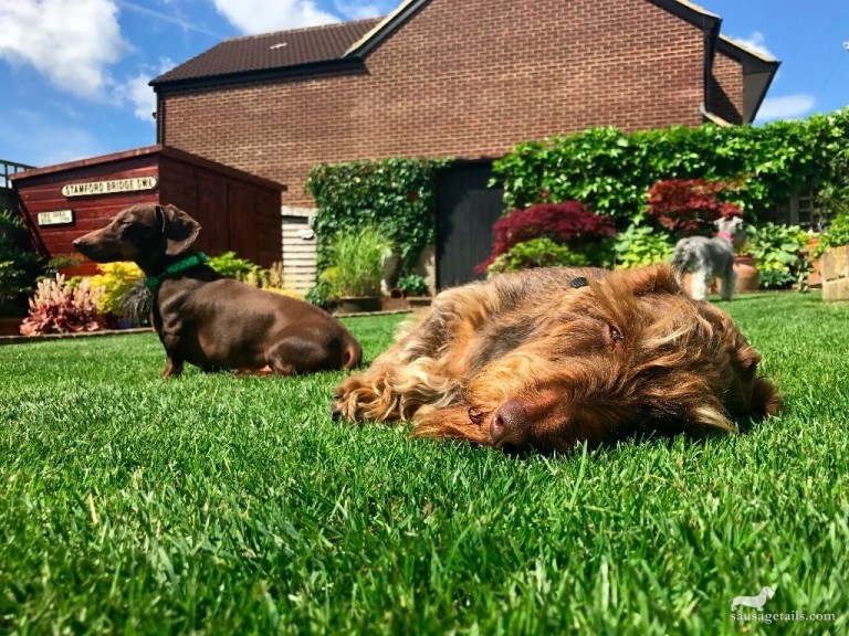 Sunbathing Sausage Dog